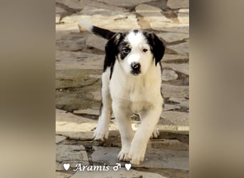 Aramis   sucht ab sofort ein Zuhause