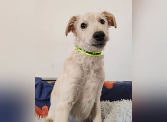 Klein ♥Marley♥ sucht seine treuen Menschen