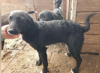 ♥KABO♥ wunderschöner, verschmuster toller Junior mit welligem Fell 41 cm (etwas wachsend)