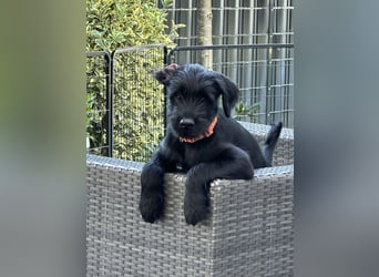 Mittelschnauzer Welpe Rüde