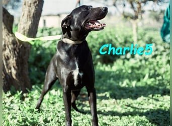 Charlie5 10/2021 (ESP) - verspielter und neugieriger Podenco-Mix hat Lebensfreude im Gepäck!