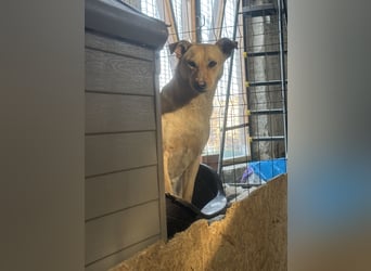 HOPE, Hündin, 2 Jahre, 55 cm, Mischling, Tierschutz