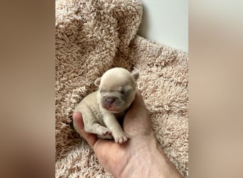 Gesunde Sportliche Französische Bulldoggen aus Familienzucht!