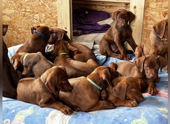 Rhodesian Ridgeback Welpen mit Papieren -Livernose-