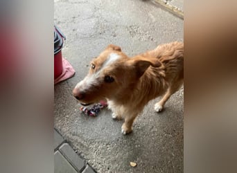 MATO verspielter, sehr lieber ca. 10 mon. Terriermix-Teenager, Familienhund