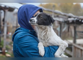 Zarter Hundebub Romeo❤️sucht Pflege- oder Endstelle