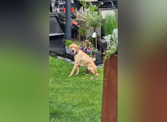 Oskar - in 71067 Sindelfingen  auf Pflegestelle