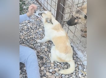 LEILA sucht eine Familie