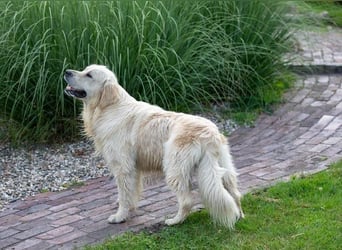 Wunderschöne Golden Retriever Welpen