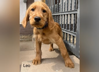 Labradoodle F1 apricot