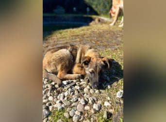 Sirius - Welpen-Wirbelwind-Alarm! (53947 Nettersheim)