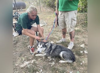 Maya, sanfte Malamute Hündin sucht liebevolle Menschen