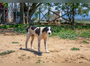 Coco - Pointer-mix sucht liebevolles Zuhause