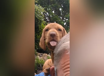 Ungarisch-Drahthaar-Welpen (UD) - Magyar Vizsla