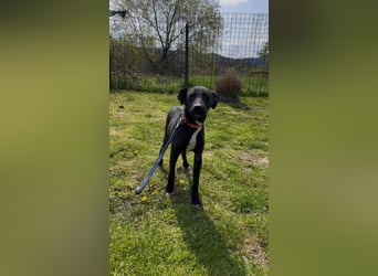 Sirius sucht ein Zuhause