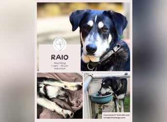 Raio sucht seinen Hof