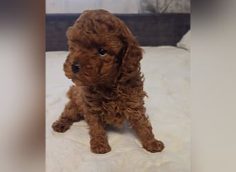 Tiny Asiatische Püppchen Toypudel Welpen