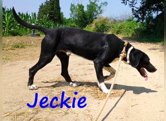 Jeckie geb. ca. 01/2021 (GRC) - ausgeglichener, lieber und wunderschöner Rüde!