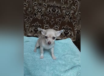 Reinrassige Chihuahua Welpen, Papiere, verkaufen