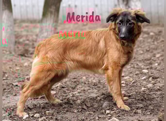 Merida geb. 04/2024 - neugierige, verschmuste traumhaft hübsche Junghündin!