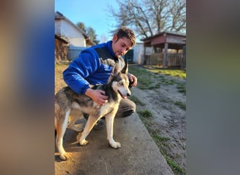 Dea, ca. 2 Jahre, 50 cm, wünscht sich ein aktives Hundeleben