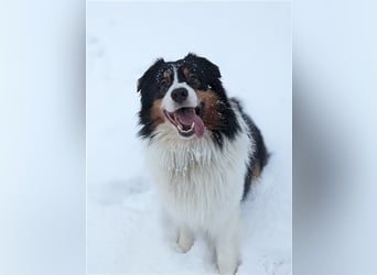 Australien Shepherd - Miro (4,5 Jahre) sucht neues zu Hause