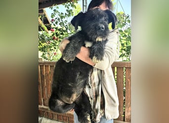 Eléa – Kleine Entdeckerin mit großem Herz sucht Zuhause