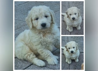 Goldendoodle Medium - noch 2 traumhafte Hündinnen abzugeben. Langjährige, überprüfte Zucht.