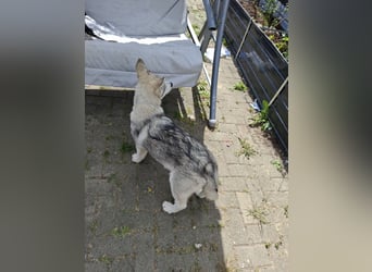 Akita - Husky Welpen
