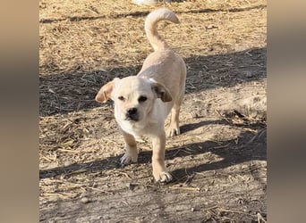 Kleine Knutschkugel Sandy