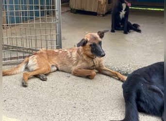 Bezaubernde Hundelady RONJA sucht liebevolle Familie
