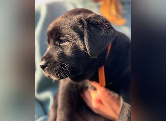 Zuckersüße Labrakita Welpen suchen ihr neues Zuhause!