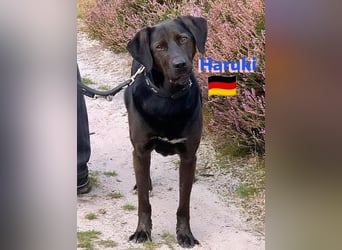 Haruki, 11/18 - VERMITTLUNGSHILFE, sucht DRINGEND