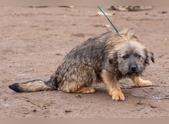 Suri, wurde einfach im Tierheim abgegeben und sucht nun ihr Glück