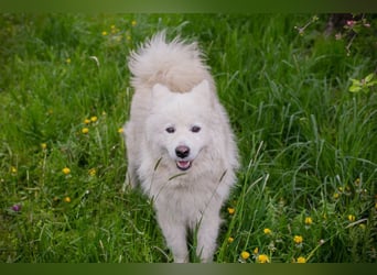 Chip-Nr. 232624 - ich suche einen Namen und am besten auch gleich ein Zuhause…
