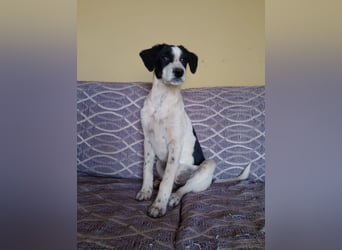 Coco - Pointer-mix sucht liebevolles Zuhause