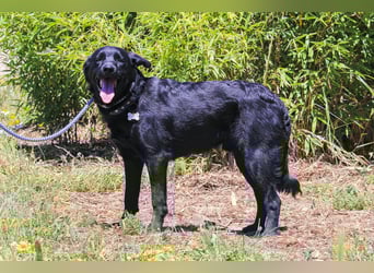 Champ, Labrador-Mix, lieb und sozial