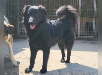 Duke ❤️ aufgeweckter, junger Kroat. Schäferhund-Mix-Bub!