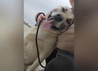 Balto ein großer braver Bub