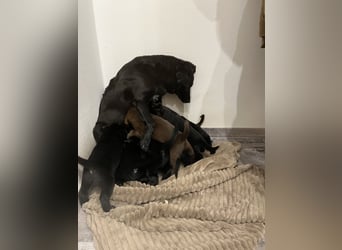 Labrador Mix Welpen
