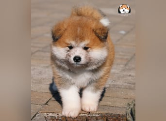 * Akita Inu - Japanische Akita langhaar Welpen, FCI registriert *