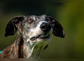 Wollen Sie Pitty kennenlernen?