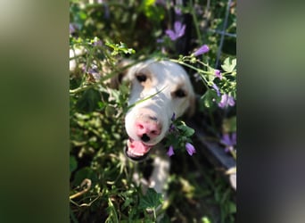 Finley - Ein Rüde sucht Liebe und Hoffnung