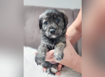 Wunderschöne Labrador-Mix Welpen