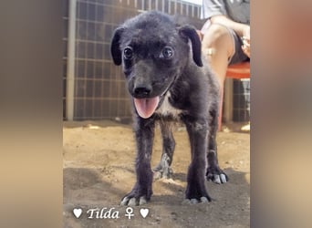 Teddy und seine Geschwister suchen ab September ein Zuhause