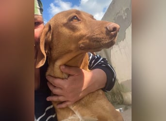 Laika - Vizsla Mix Schönheit sucht ihre Menschen
