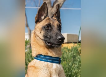 AMILA ❤️ wunderbare Malinois Dame, Pflegefamilie Kempen