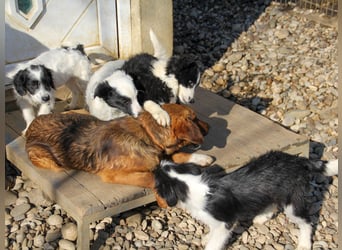 Spielen und Kuscheln - dafür ist Zuckerbub DARIO immer zu haben