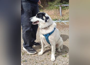 Rocky möchte eine 2.Chance für eine Familie haben