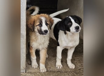 Zola, geb. ca. 01/2025, lebt in GRIECHENLAND, im städt. Tierheim Serres